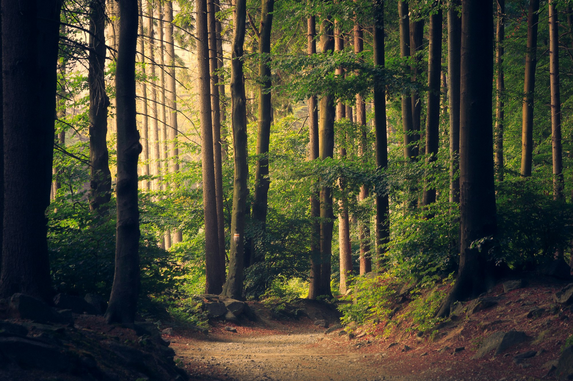 California forest at golden hour